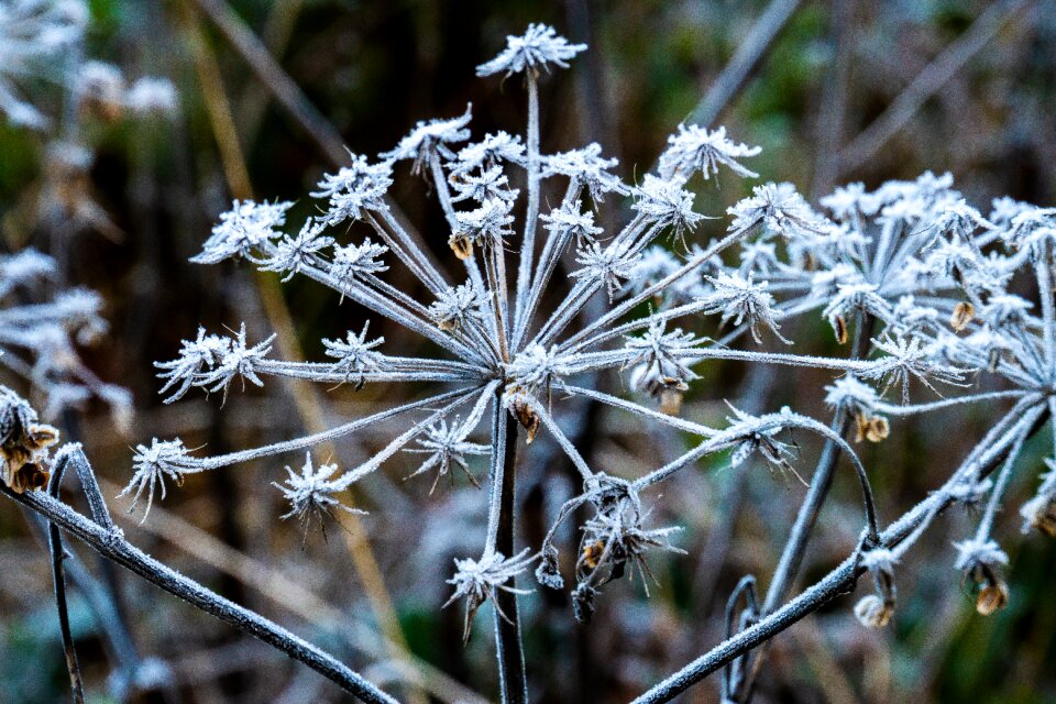 Cold eiskristalle ice