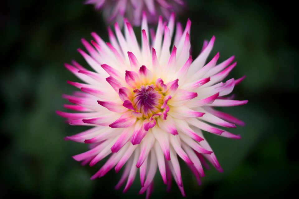 Nature spring flora
