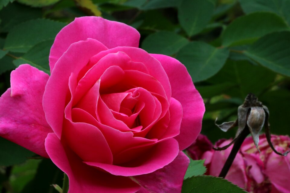 Nature pink flower garden