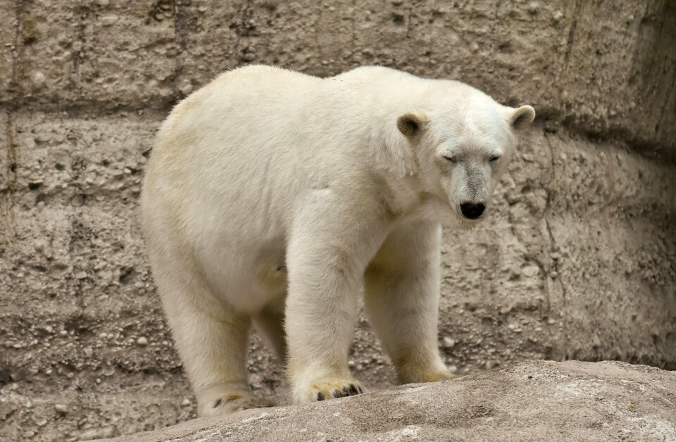 Beautiful dangerous animal world