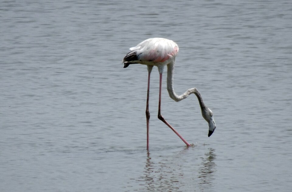 Young phoenicopterus roseus wildlife