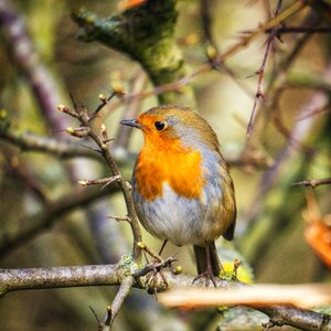 Songbird animal spring