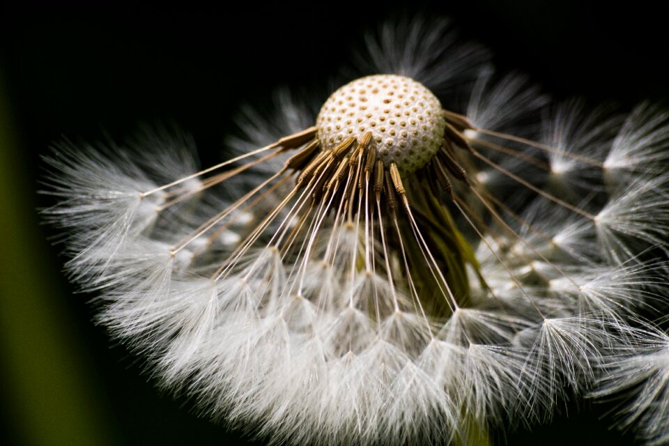 Fluff summer withers