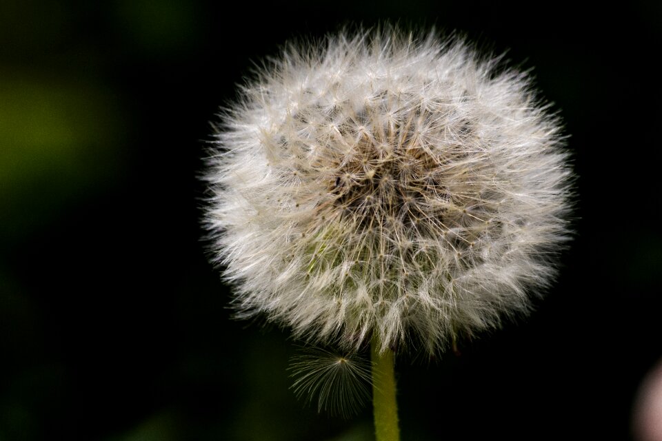 Fluff summer withers