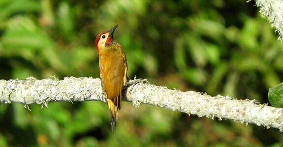 Wild carpenter colombia