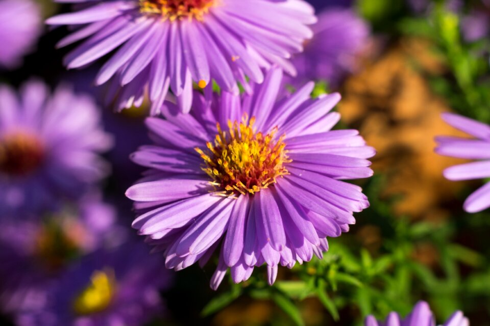 Plant wheatgrass violet