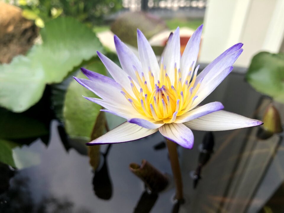 Nature foliage bloom