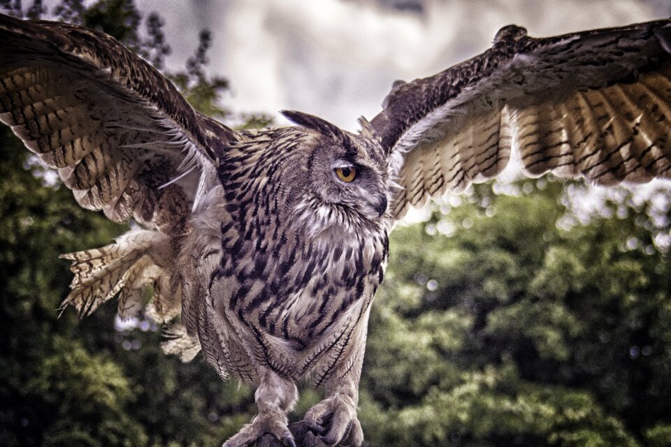 Animal feather eyes