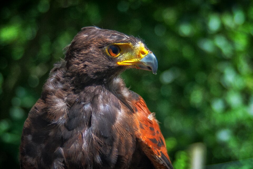 Nature bill plumage