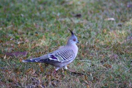 Pigeon grey fauna photo