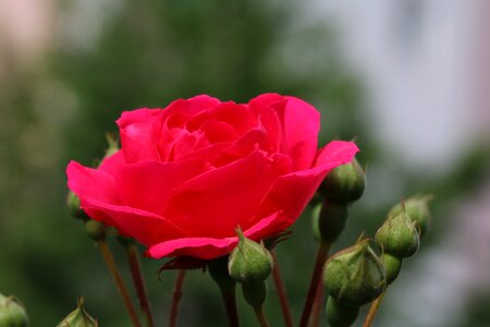 Nature pink flower garden photo