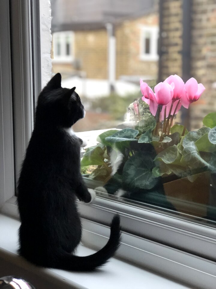 Kitten window waiting