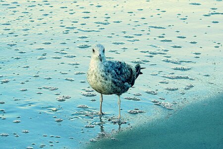 Common tern sand sea photo