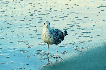 Common tern sand sea