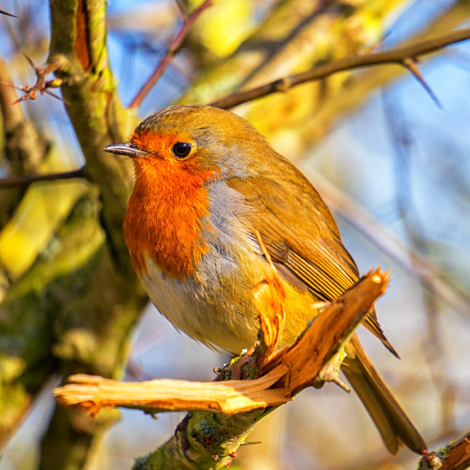 Songbird animal spring