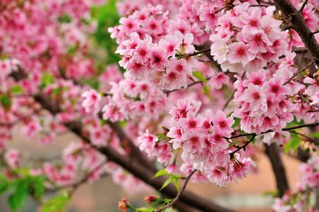 Cherry blossoms sakura pink photo