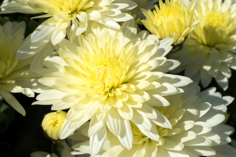 Summer flowers color