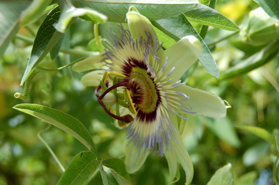 Nature fruit-of-the-passion botany