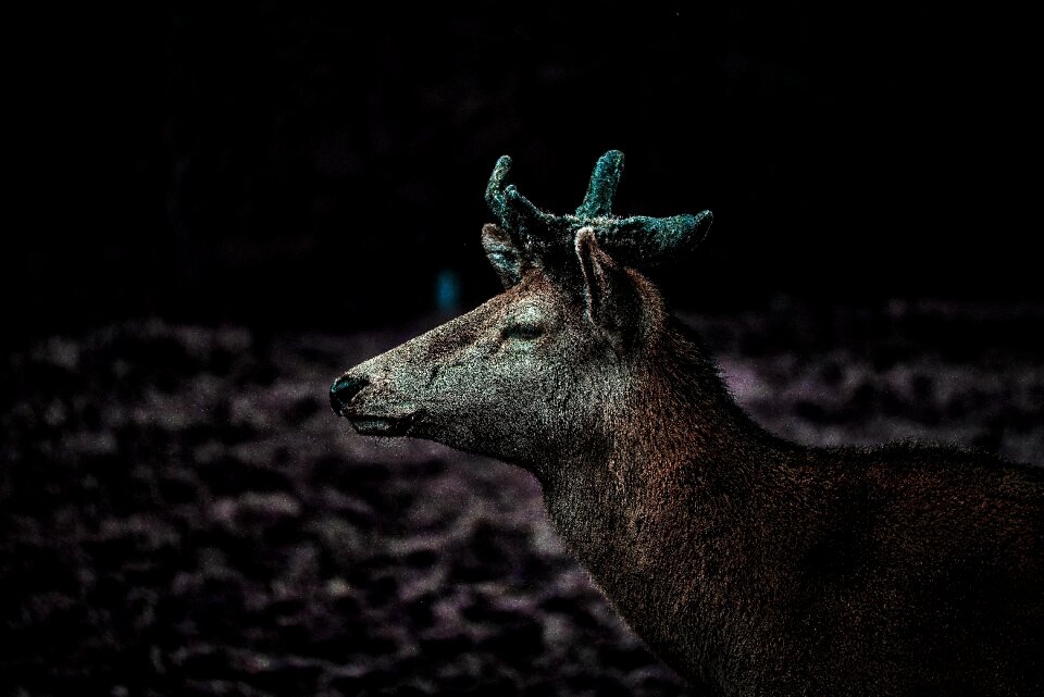 Nature head fur