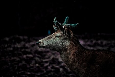 Nature head fur