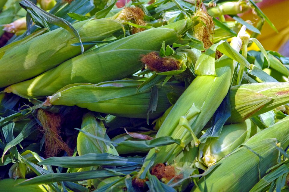 Food yellow agriculture