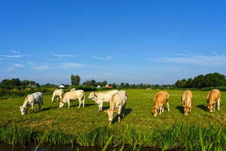 Ruminant cattle livestock