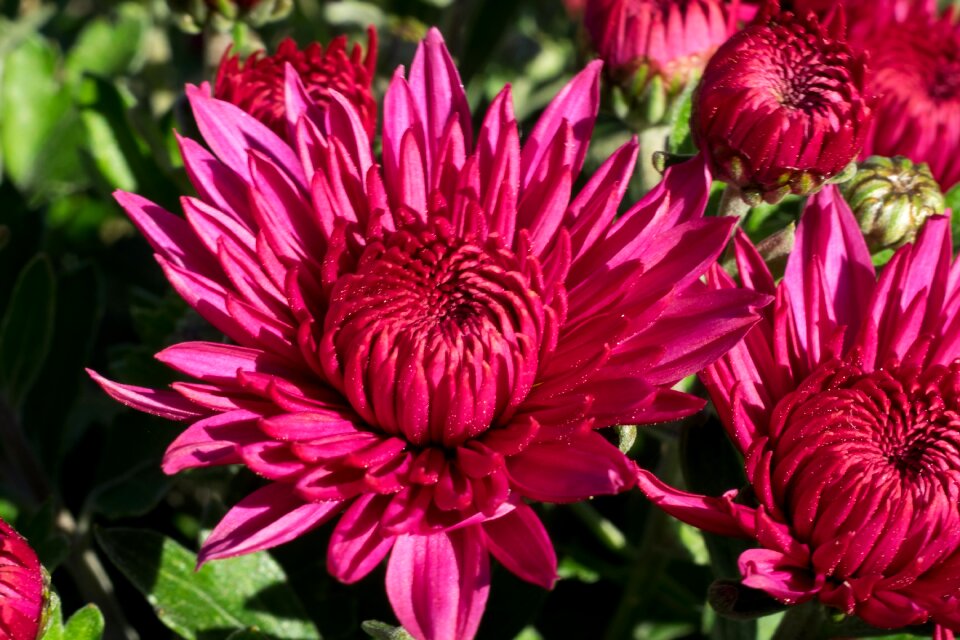 Flowers nature pink