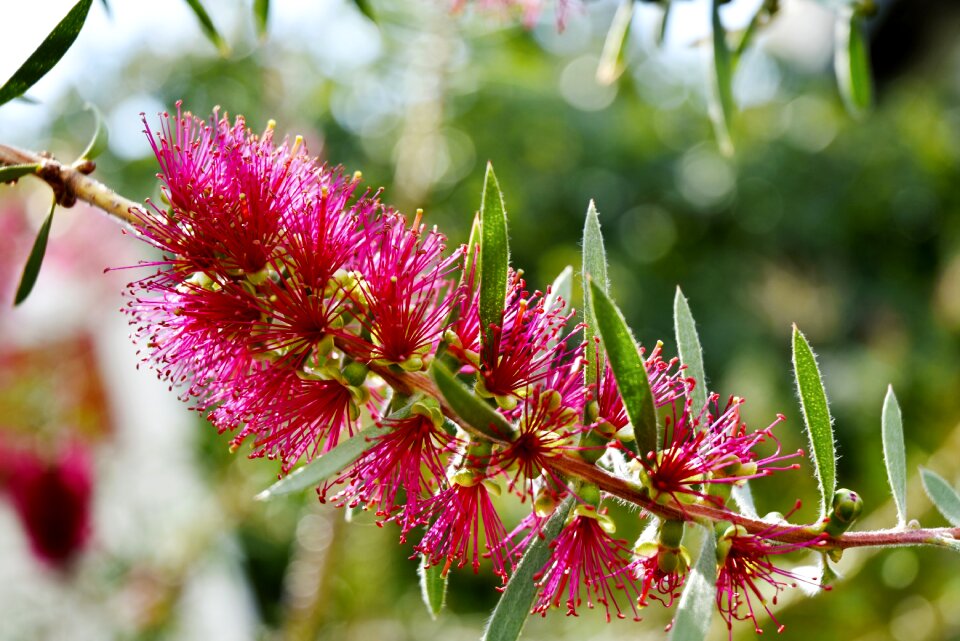Magenta flower close-up bloom