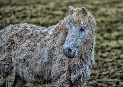 Nature cute mane photo