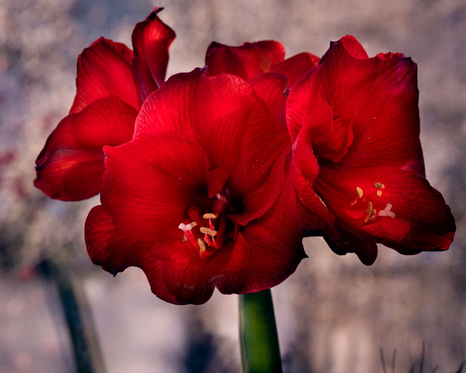Blossom bloom stamens