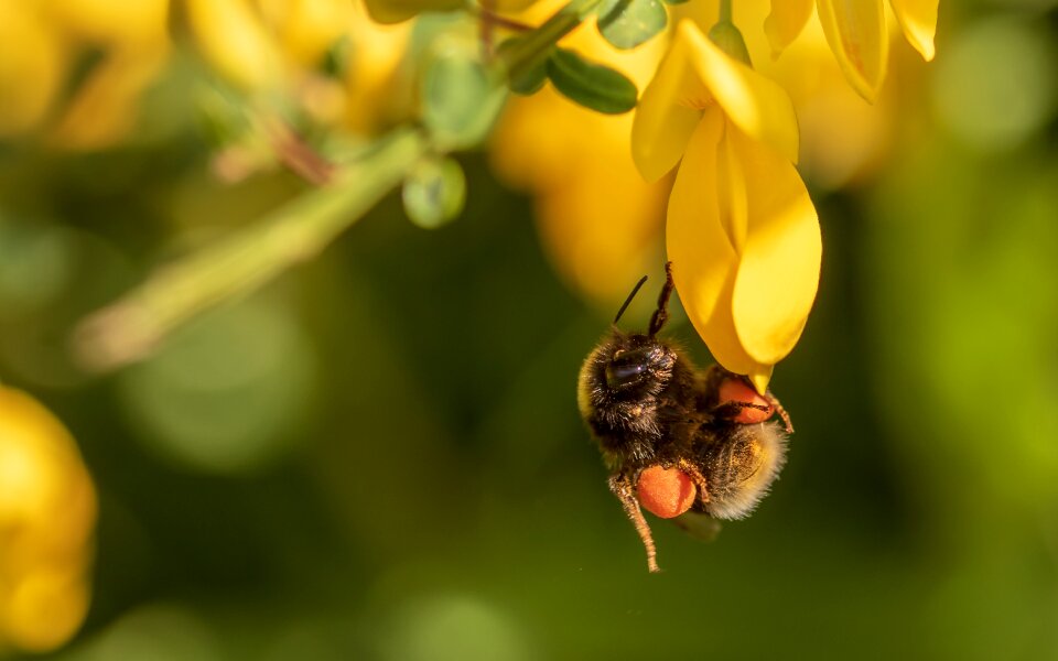 Insect nature pollination