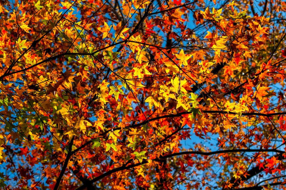 Maple red maple autumn leaves photo