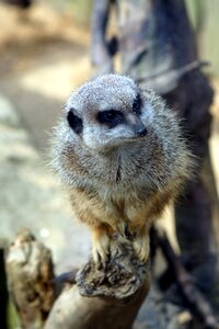 Nature close up mammal