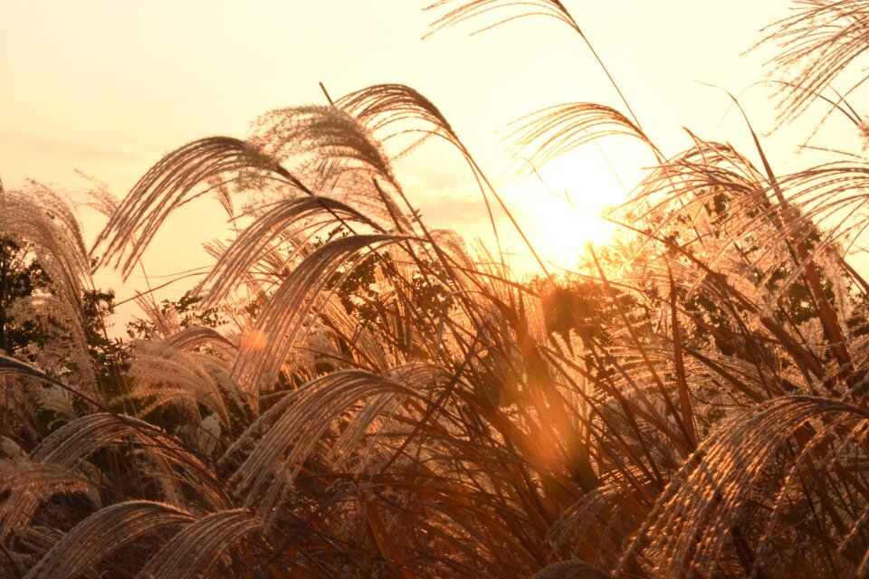 Sunset reed Free photos