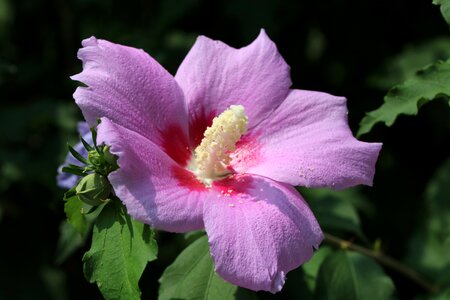 Nature garden summer