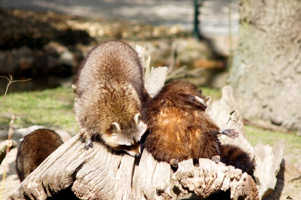Nature close up mammal