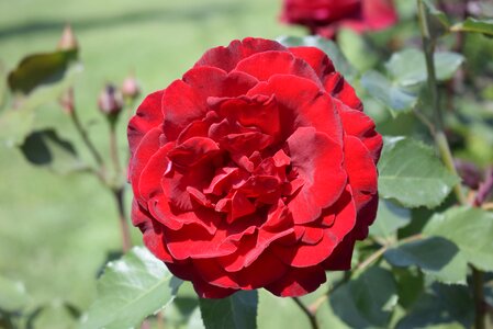 Red rose with petals red on the green background