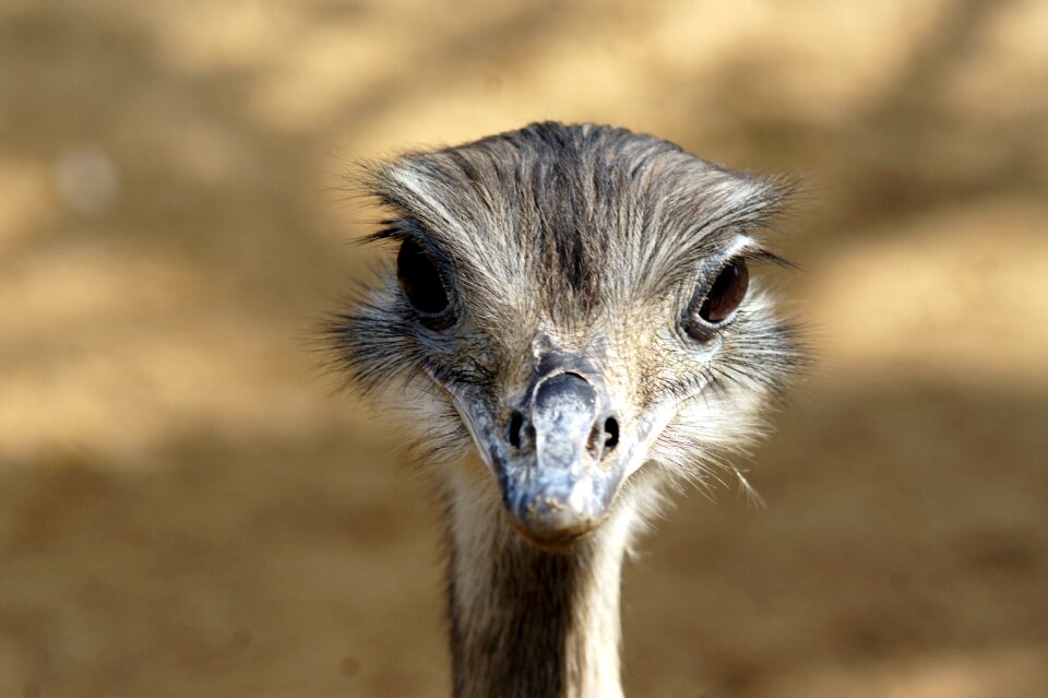 Nature close up mammal