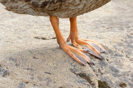 Feet nature webbed