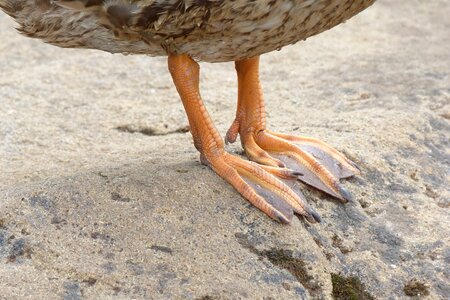 Feet nature webbed photo