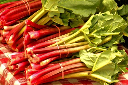 Plant harvest delicious