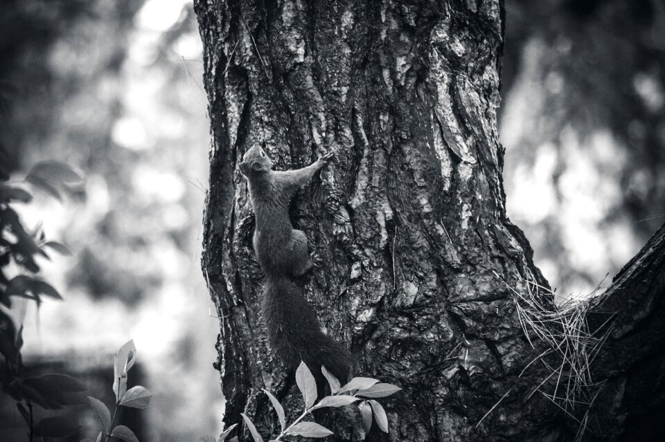 Animal animal world cute
