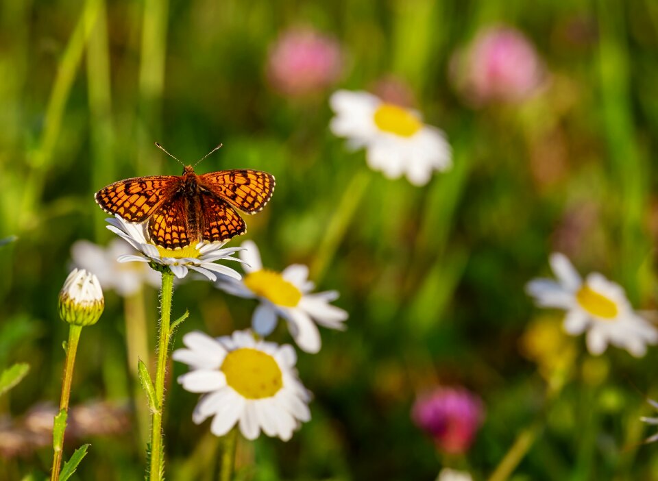 Butterflies insect nature