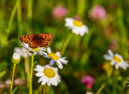 Butterflies insect nature photo