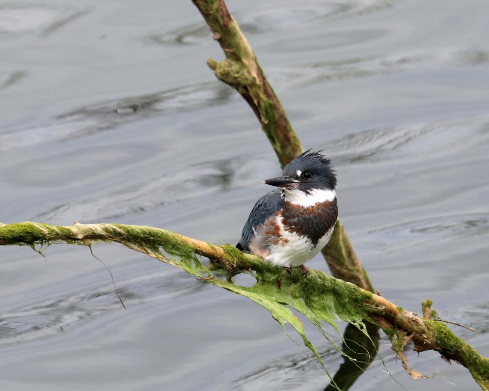 Belted kingfisher bird nature