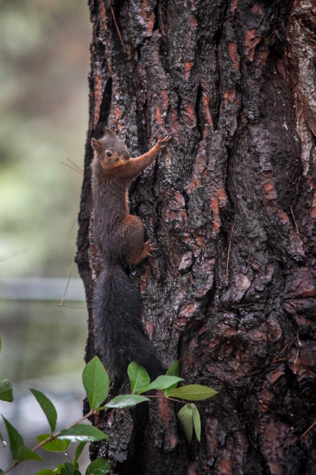 Animal animal world cute