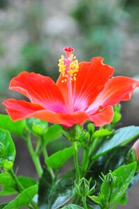 Plant sheet garden