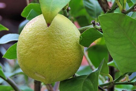 Leaves citrus fruits yellow