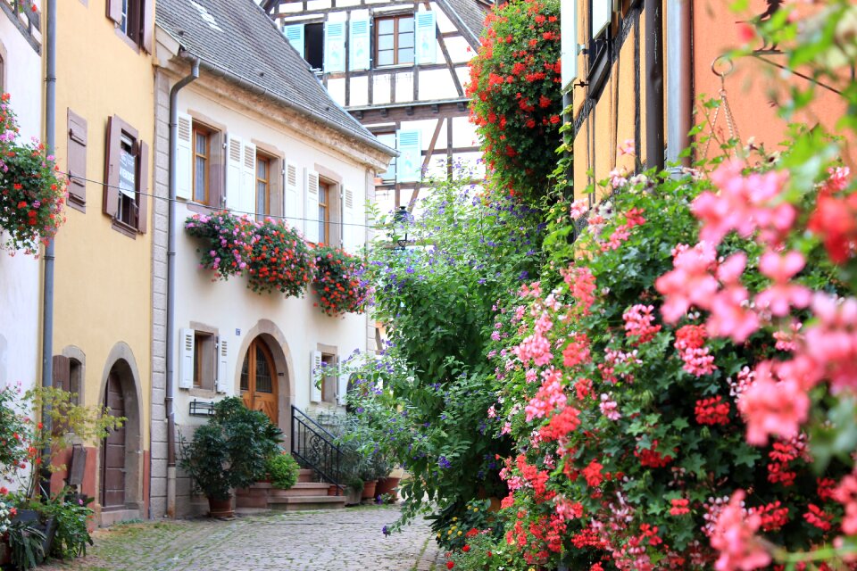Village old flowers