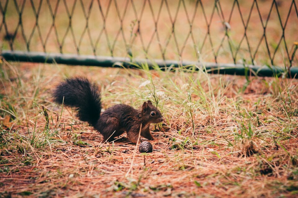 Animal animal world cute